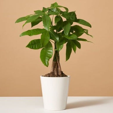 Plant with Make an Offer Button (Pay What you Want - Above Price Only)